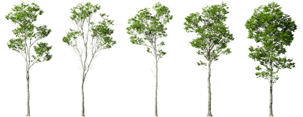 Sticker - Greenery gardening trees perspective clipart on transparent backgrounds 3d render png