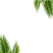Decoration Palm leafs png background 