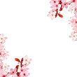 Light pink cherry blossom isolated on white background png 