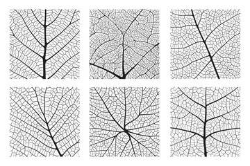 Wall Mural - leaf vein texture abstract background set with close up plant leaf cells ornament texture pattern. b