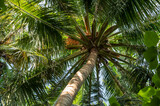 Fototapeta Łazienka - Palm trees in a dense green forest.