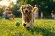 Golden Retriever wags its tail and eagerly fetches a tennis ball happy