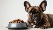 Adorable french bulldog with dog food bowl waiting patiently. pet, animal feeding time, cute canine. AI