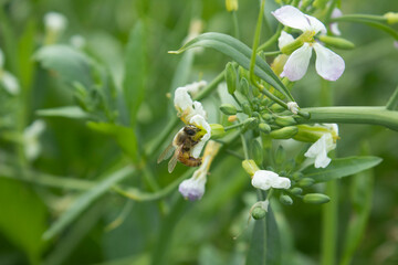 Wall Mural - Bee on a white flower with green leaves and white petals.