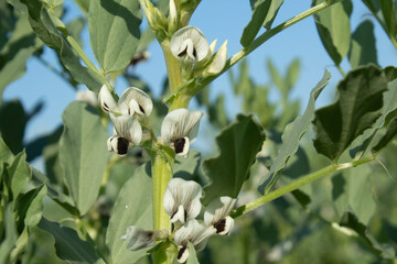 Wall Mural - Broad bean (Vicia faba) in the field, close up