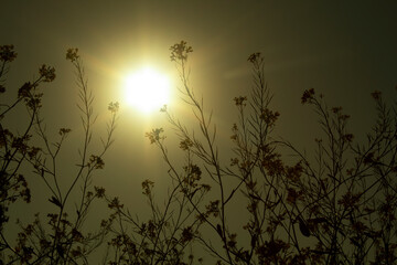 Wall Mural - silhouette of mustard flowers and sun on sky background. natural background.