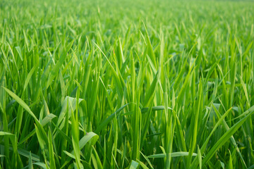 Wall Mural - Close up of young green wheat plant in the field. Natural background.