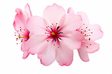 Pink Flower With White Background Is Shown In This Image.