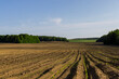 © rsooll - a growing monoculture of sweet corn in sunny weather