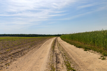 Wall Mural - sandy road in the field in the summer