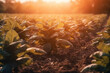 Landscape of tobacco plantation with sunlight on sunset time