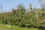 Fototapeta Kwiaty - Apple harvest in the apple orchard