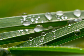 Wall Mural - Water drops on the green grass. Morning dew, watering plants. Drops of moisture on leaves after rain. Beautiful green background on an ecological theme