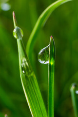 Wall Mural - Water drops on the green grass. Morning dew, watering plants. Drops of moisture on leaves after rain. Beautiful green background on an ecological theme