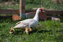 Muscovy Duck Female With Litlle Ducklings In Permaculure Garden