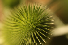 Green, Spiny Plant Ball
