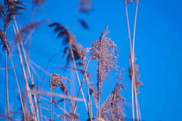 Poster - Clear blue sky above tall grass in field