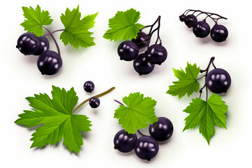 Wall Mural - Bunch of black berries with green leaves on white background.