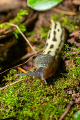 Wall Mural - Limax maximus - leopard slug crawling on the ground among the leaves and leaves a trail