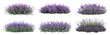 © Mr. Stocker - Set of Aromatic purple lavender bush in full bloom, cut out - stock png.