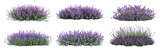 Set of Aromatic purple lavender bush in full bloom, cut out - stock png.