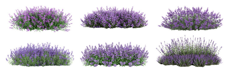 set of aromatic purple lavender bush in full bloom, cut out - stock png.