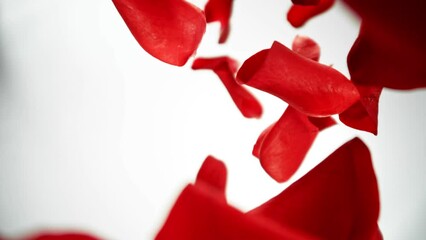 Poster - Super Slow Motion of Falling Rose Petals on White Background. Camera Placed on High Speed Cine bot, Rotating Around. Filmed on High Speed Cinema Camera, 1000 fps. Speed Ramp Effect.