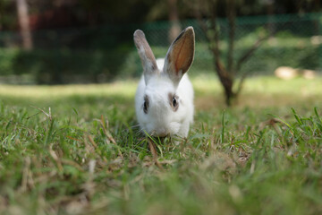 Cute white rabbit with long gray ears outdoors on the grass Eating grass with gusto. Animals that eat small mammals. Pets