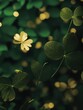 abstract wallpaper made out of dark green and golden clover leaves generative ai