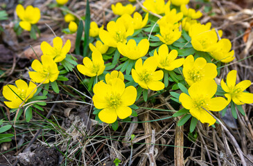 Wall Mural - Yellow winter aconites flowers in the garden