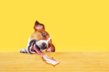 Jack Russell terrier dog eat delicious piece of bacon from a table. Funny Hungry dog portrait with tongue on Yellow background looking at the meat on the table