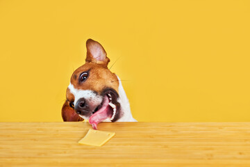 Jack Russell terrier dog eat delicious piece of cheese from a table. Funny Hungry dog portrait with tongue on Yellow background looking at the meat on the table