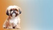 Shih Tzu dog on a one color background, copy space, realistic - generative ai