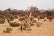 Giraffe is outdoors in the wildlife in the Africa