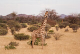 Fototapeta Sawanna - Giraffe is outdoors in the wildlife in the Africa