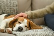 person caressing a sleeping beagles ears on a sofa