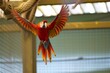 parrot in midflight inside a zoo aviary with outspread wings