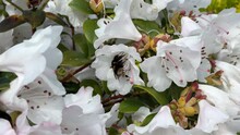 Bumble Bee Taking Pollen From A Rhododendron Shrub