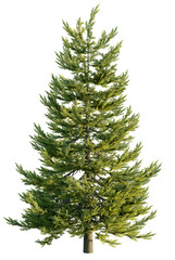 Canvas Print - picea abies 4k png transparent