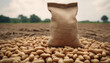 Peanuts in jute sack bag, background is peanut farm, roasted peanuts are poured and overturned.