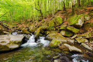 Wall Mural - mountain river runs through the beech forest. water flows among stones and mossy boulders. beautiful carpathian nature landscape in spring