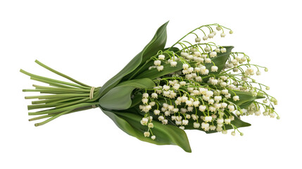 Wall Mural - Isolated Lily Of Valley Against A Transparent Background, A Spring Themed Background And Plant. May, Nature and Mother's Day Background