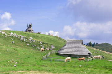 authentic slovenian wooden huts in a green alpine valley for seasonal horned cattle grazing