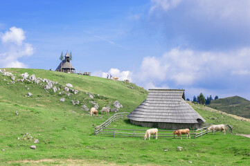 authentic slovenian wooden huts in a green alpine valley for seasonal horned cattle grazing