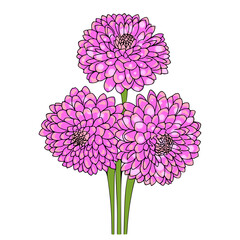 Wall Mural - Chrysanthemum isolated on white. Hand drawn flower bouquet illustration.