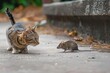 In an urban scenario, a tabby cat suspiciously eyes a wary mouse, ready to strike, with fallen leaves nearby