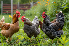 Free Range Chickens On Grass At Farm.