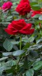 Colorful red rose, beauty nature red flower on green field