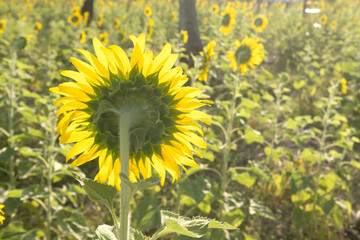 Wall Mural - Beautiful blooming sunflower in the field of sunflowers