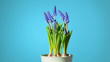 Beautiful Muscari Flowers Rotating On Blue Background
